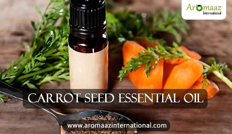 Carrot Seed Essential Oil – How to Incorporate it in Your Daily Routine
