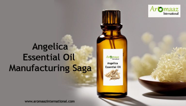 The White Angelica Essential Oil Manufacturing Saga