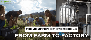 The Journey of Hydrosols from Farm to Factory: Aromaaz International Supplier!