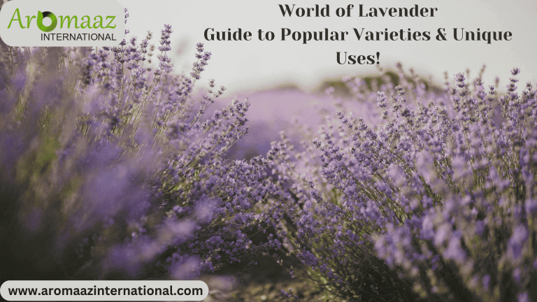 World of Lavender - Popular Varieties & Their Unique Uses!