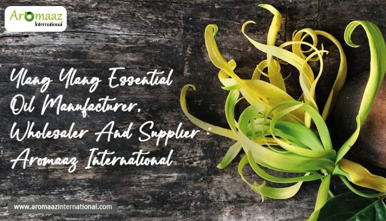 Ylang-Ylang Essential Oil Manufacturer, Wholesaler and Supplier