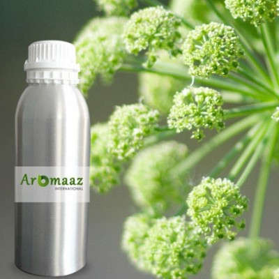 Angelica Extract Organic Oil