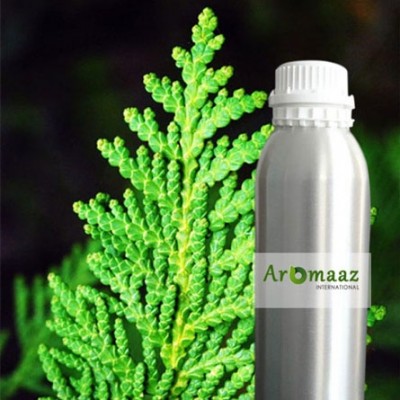 Cedarleaf (Thuja) Hydrosol