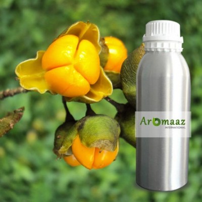 Celastrus Paniculatus (Maal Kangani) Oil