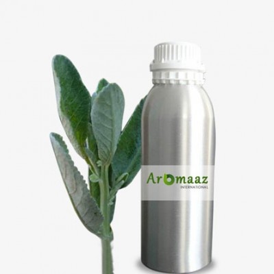 Costmary Essential Oil